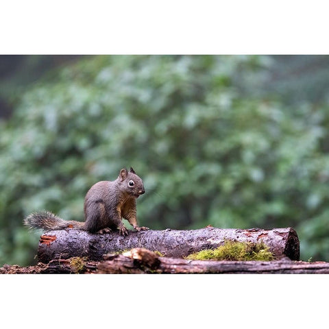 Douglas Squirrel standing on a log Black Modern Wood Framed Art Print by Horton, Janet