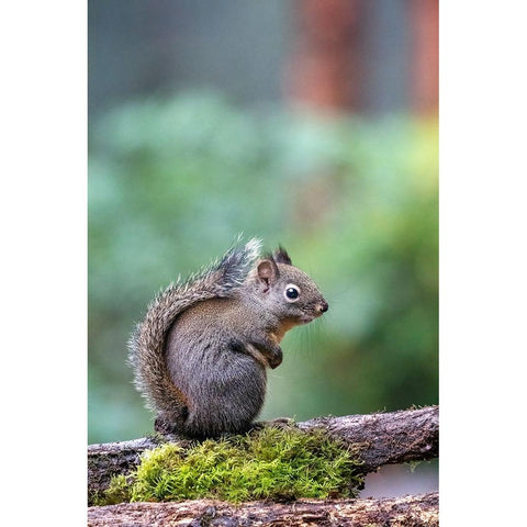 Douglas Squirrel standing on a log Black Modern Wood Framed Art Print by Horton, Janet