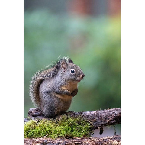 Douglas Squirrel standing on a log Black Modern Wood Framed Art Print by Horton, Janet