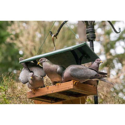 Flock of Band-tailed Pigeons cramming into a birdfeeder Black Modern Wood Framed Art Print by Horton, Janet