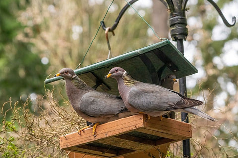Two Band-tailed Pigeons in a birdfeeder White Modern Wood Framed Art Print with Double Matting by Horton, Janet
