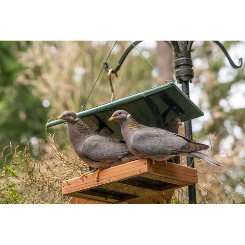 Two Band-tailed Pigeons in a birdfeeder Black Modern Wood Framed Art Print by Horton, Janet