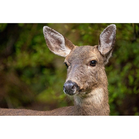 Black-tailed doe Black Modern Wood Framed Art Print by Horton, Janet