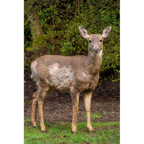 Black-tailed doe with mange Black Modern Wood Framed Art Print by Horton, Janet