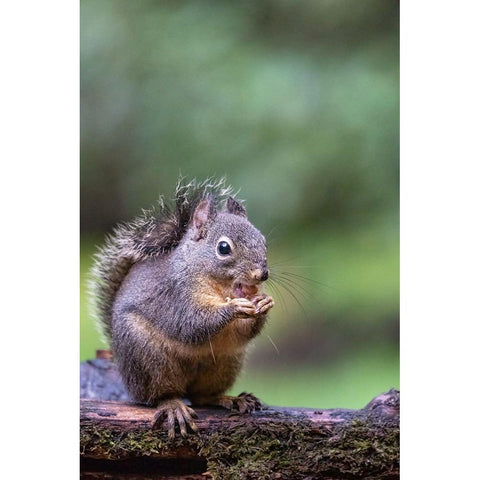 Douglas Squirrel standing on a log eating a peanut Black Modern Wood Framed Art Print by Horton, Janet