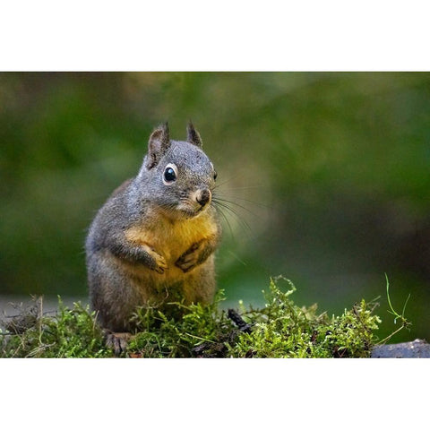 Douglas Squirrel standing on back paws on a moss-covered log Black Modern Wood Framed Art Print with Double Matting by Horton, Janet