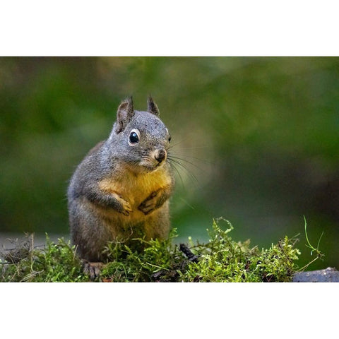 Douglas Squirrel standing on back paws on a moss-covered log Black Modern Wood Framed Art Print by Horton, Janet