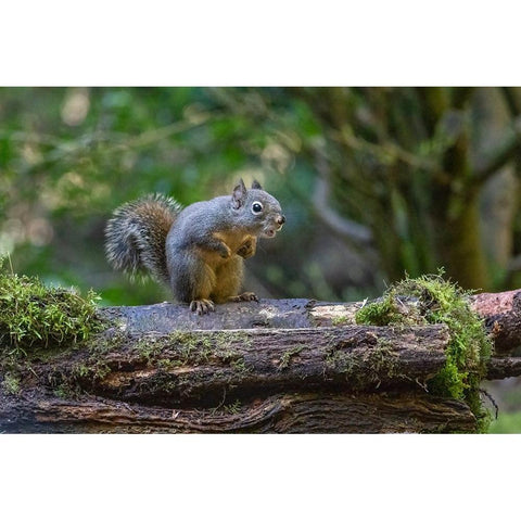 Douglas Squirrel vocalizing on a moss-covered log Black Modern Wood Framed Art Print by Horton, Janet