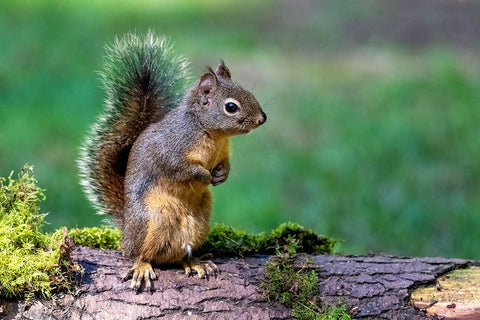 Douglas Squirrel standing on back paws on a moss-covered log White Modern Wood Framed Art Print with Double Matting by Horton, Janet