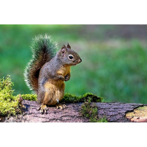 Douglas Squirrel standing on back paws on a moss-covered log White Modern Wood Framed Art Print by Horton, Janet
