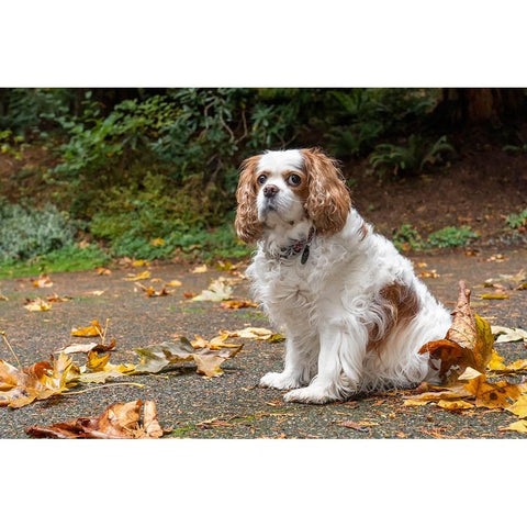 Cavalier King Charles Spaniel-on her driveway in Autumn-PR White Modern Wood Framed Art Print by Horton, Janet