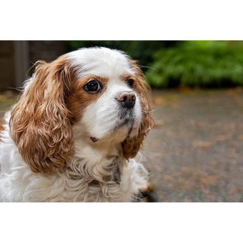 Cavalier King Charles Spaniel-on her driveway in Autumn-PR Black Modern Wood Framed Art Print by Horton, Janet