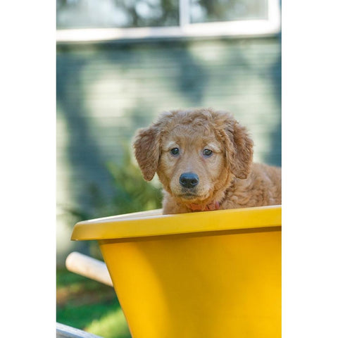 Ten week old Red Golden Retriever puppy-sitting in a wheelbarrow-PR Black Modern Wood Framed Art Print by Horton, Janet