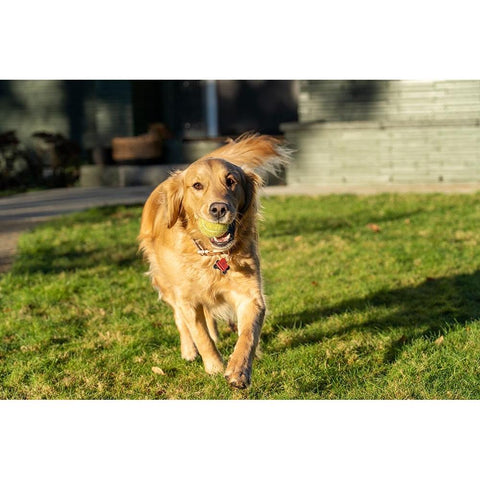 Ten week old Red Golden Retriever puppy-PR White Modern Wood Framed Art Print by Horton, Janet