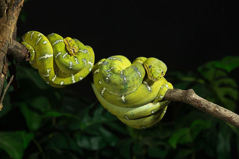 Emerald tree boa coiled- captive- native to South America Black Ornate Wood Framed Art Print with Double Matting by McDonald, Joe and Maryann