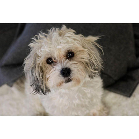 Cute white dog-terrier White Modern Wood Framed Art Print by McRoberts, Julien