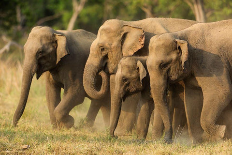 Asian elephants-small herd-Corbett National Park-India White Modern Wood Framed Art Print with Double Matting by Rajput, Jagdeep