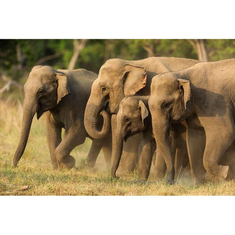 Asian elephants-small herd-Corbett National Park-India Black Modern Wood Framed Art Print by Rajput, Jagdeep
