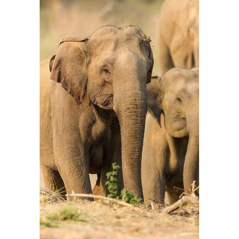 Asian Elephant (female)-Corbett National Park-India Black Modern Wood Framed Art Print with Double Matting by Rajput, Jagdeep