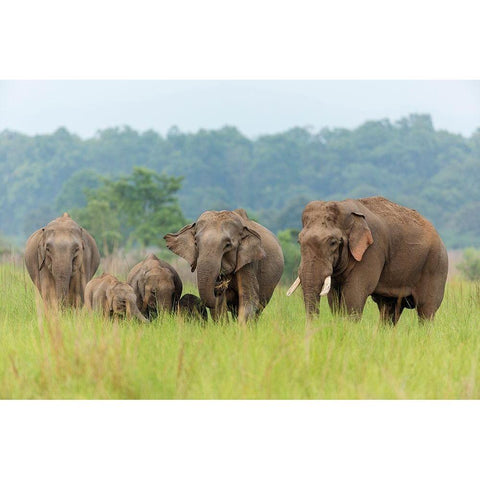 Asian Elephant family-Corbett National Park-India Gold Ornate Wood Framed Art Print with Double Matting by Rajput, Jagdeep