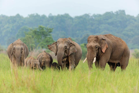 Asian Elephant family-Corbett National Park-India Black Ornate Wood Framed Art Print with Double Matting by Rajput, Jagdeep