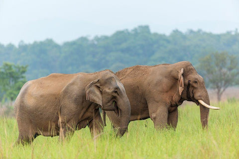 Asian Elephant Pair-Corbett National Park-India White Modern Wood Framed Art Print with Double Matting by Rajput, Jagdeep