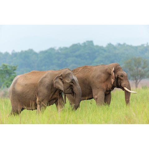 Asian Elephant Pair-Corbett National Park-India Black Modern Wood Framed Art Print by Rajput, Jagdeep