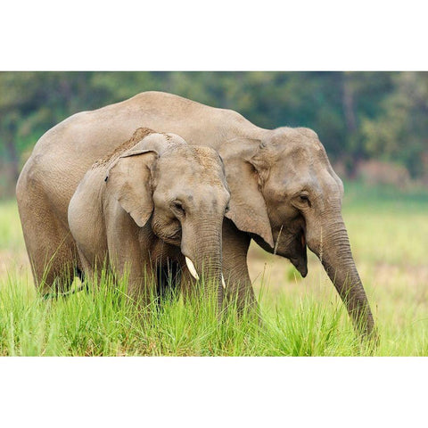 Asian Elephants-Corbett National Park-India Black Modern Wood Framed Art Print with Double Matting by Rajput, Jagdeep