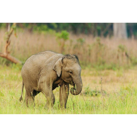 Asian Elephant calf Corbett National Park-India Gold Ornate Wood Framed Art Print with Double Matting by Rajput, Jagdeep