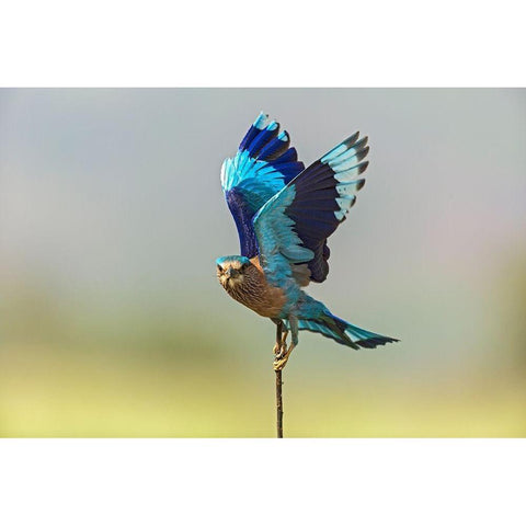 Indian Roller-Corbett National Park-India Gold Ornate Wood Framed Art Print with Double Matting by Rajput, Jagdeep