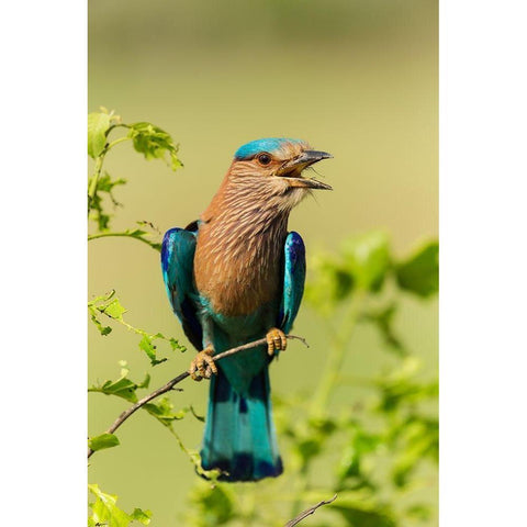 Indian Roller-Corbett National Park-India Black Modern Wood Framed Art Print by Rajput, Jagdeep