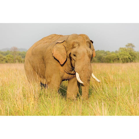 Musth Tusker in the grassland-Corbett National Park-India Black Modern Wood Framed Art Print by Rajput, Jagdeep