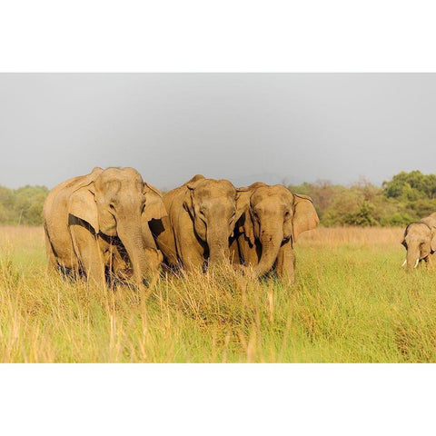 Asian Elephants in the meadows-Corbett National Park-India Black Modern Wood Framed Art Print by Rajput, Jagdeep