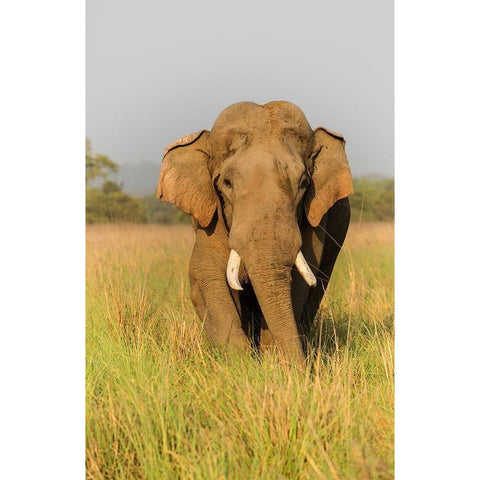 Musth Asian Elephant in the grassland-Corbett National Park-India Gold Ornate Wood Framed Art Print with Double Matting by Rajput, Jagdeep