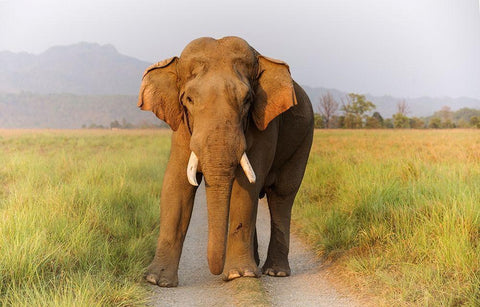 Musth Tusker on the track-Corbett National Park-India Black Ornate Wood Framed Art Print with Double Matting by Rajput, Jagdeep