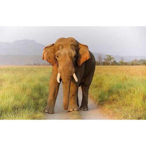 Musth Tusker on the track-Corbett National Park-India Gold Ornate Wood Framed Art Print with Double Matting by Rajput, Jagdeep
