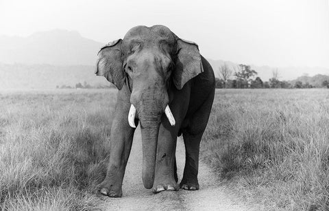 Musth Tusker on the track-Corbett National Park-India Black Ornate Wood Framed Art Print with Double Matting by Rajput, Jagdeep