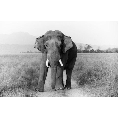 Musth Tusker on the track-Corbett National Park-India Black Modern Wood Framed Art Print by Rajput, Jagdeep