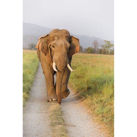 Musth Tusker on the jungle track-Corbett National Park-India White Modern Wood Framed Art Print by Rajput, Jagdeep