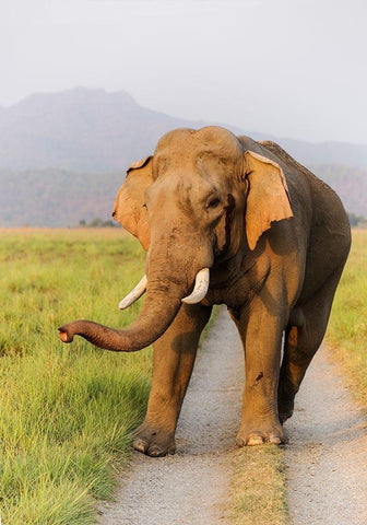 Musth Tusker on the jungle track-Corbett National Park-India White Modern Wood Framed Art Print with Double Matting by Rajput, Jagdeep