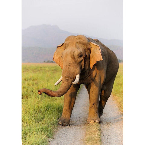 Musth Tusker on the jungle track-Corbett National Park-India Gold Ornate Wood Framed Art Print with Double Matting by Rajput, Jagdeep