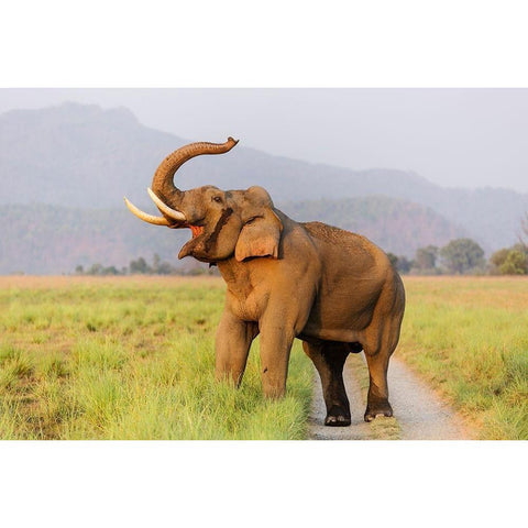 Musth Tusker on the jungle track-Corbett National Park-India Black Modern Wood Framed Art Print with Double Matting by Rajput, Jagdeep