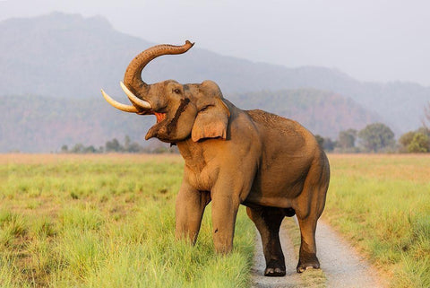 Musth Tusker on the jungle track-Corbett National Park-India Black Ornate Wood Framed Art Print with Double Matting by Rajput, Jagdeep
