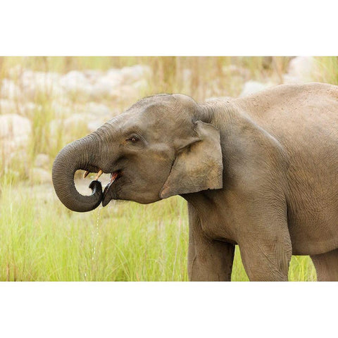 Asian Elephant drinking water-Corbett National Park-India Black Modern Wood Framed Art Print by Rajput, Jagdeep