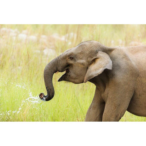 Asian Elephant drinking water-Corbett National Park-India Gold Ornate Wood Framed Art Print with Double Matting by Rajput, Jagdeep
