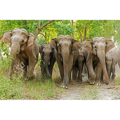 Asian Elephant Family in the Sal Forest Corbett National Park-India Black Modern Wood Framed Art Print by Rajput, Jagdeep