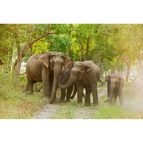 Asian Elephant family on the jungle track Corbett National Park-India Black Modern Wood Framed Art Print by Rajput, Jagdeep