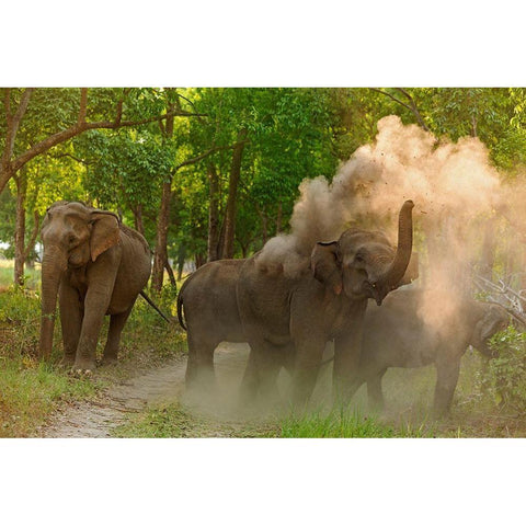 Asian Elephant taking dust bath Corbett National Park-India Black Modern Wood Framed Art Print by Rajput, Jagdeep