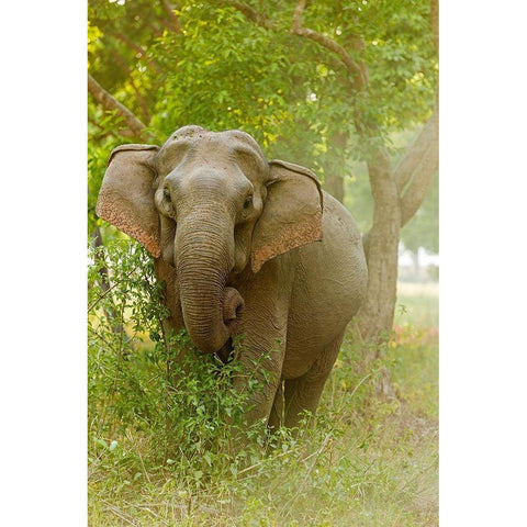 Asian Elephant on the edge of forest Corbett National Park-India Black Modern Wood Framed Art Print with Double Matting by Rajput, Jagdeep