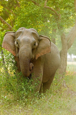 Asian Elephant on the edge of forest Corbett National Park-India White Modern Wood Framed Art Print with Double Matting by Rajput, Jagdeep